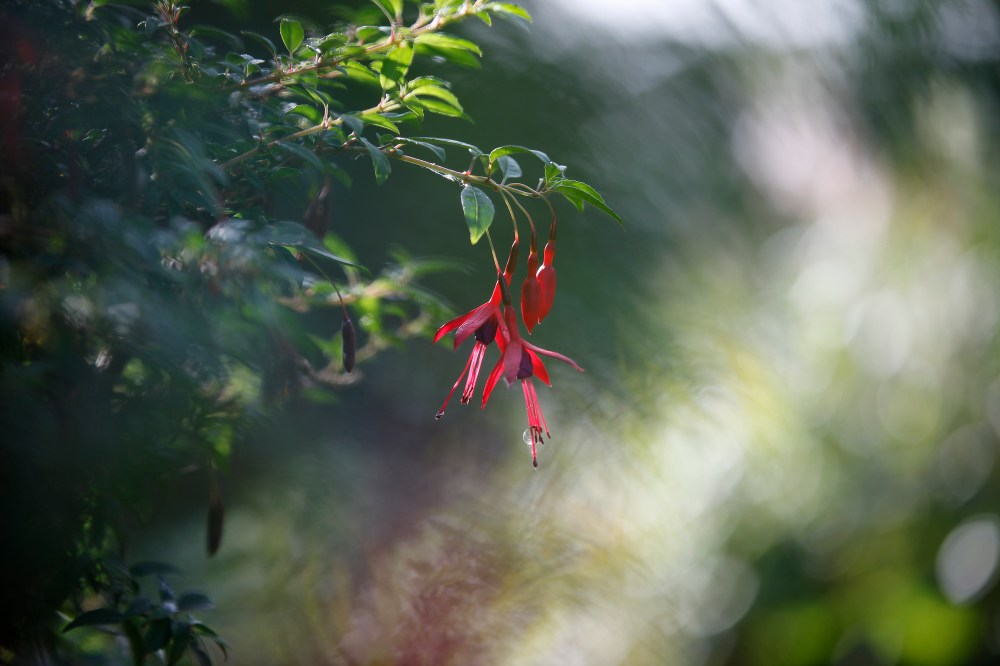 fuchsia 2 small