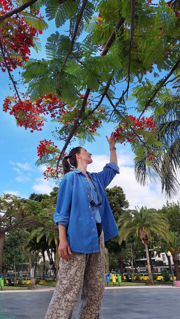 Delonix regia, Madeira 2024.